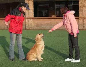 狗狗爱捡东西怎么回事,狗狗爱乱叼东西怎么办啊