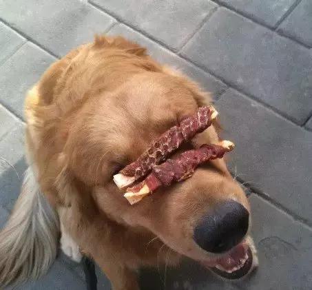 狗狗爱捡东西怎么回事,狗狗爱乱叼东西怎么办啊