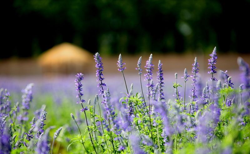 中国最大的薰衣草庄园,世界最漂亮的薰衣草庄园图片