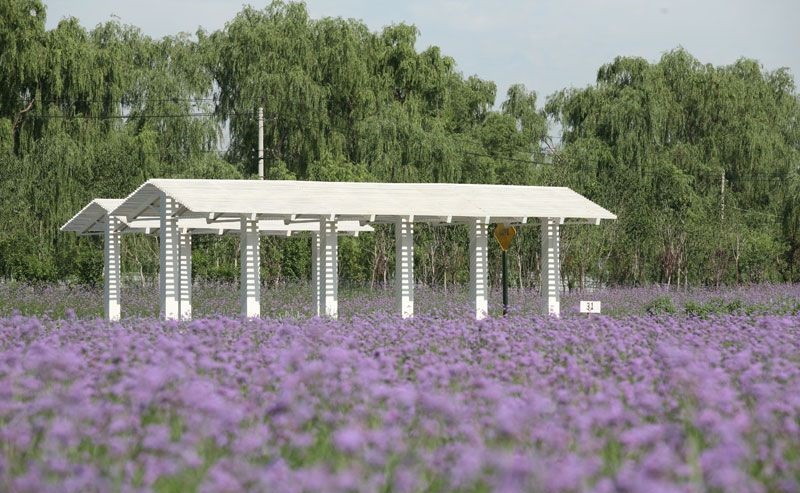 最美薰衣草庄园,中国最大的薰衣草庄园