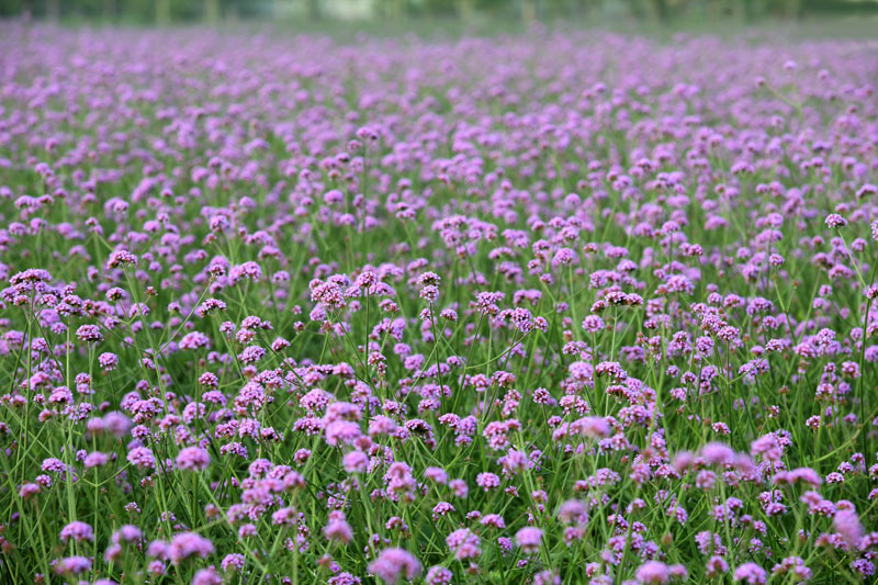 最美薰衣草庄园,中国最大的薰衣草庄园