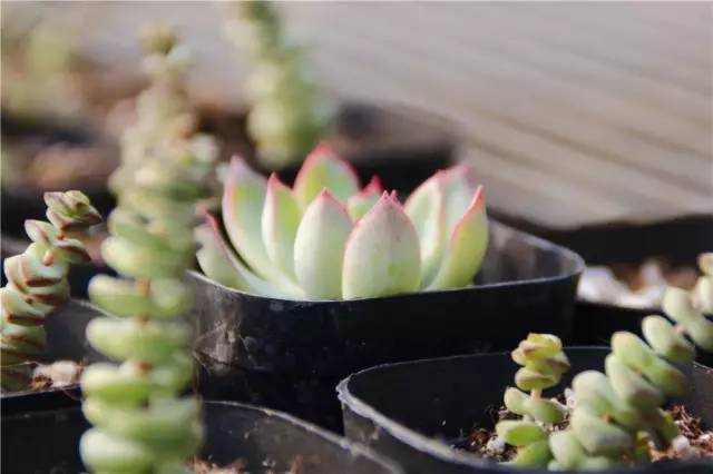 12月23号开幕啦!冰雪奇缘圣诞狂欢!中西合璧庙会美食啥都有