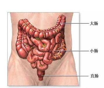 肚子老是咕噜咕噜地叫应吃什么药,肚子总是咕噜咕噜叫别人听得到吗