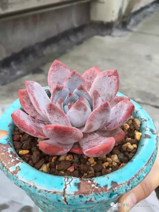 入肉坑,入坑一年半的新手养肉心得