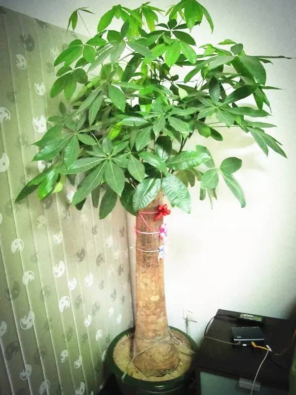 发财树一夜被冻死了还能救活吗,盆栽发财树浇水后叶子发黄怎么办