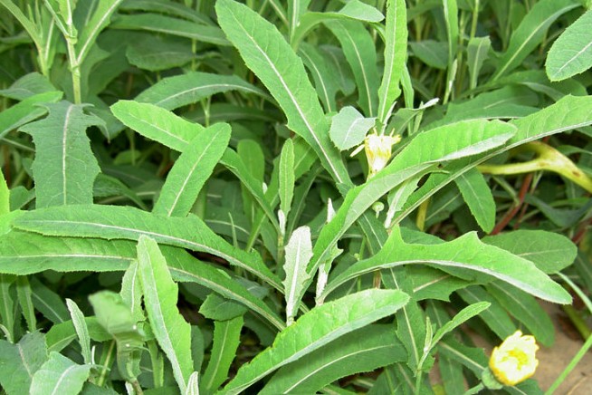 ‍‍‍如东路边42种草，天天踩它，却不知道它们好值钱~