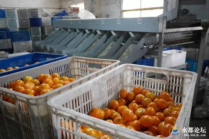 水都网友看农业感受水都新变化