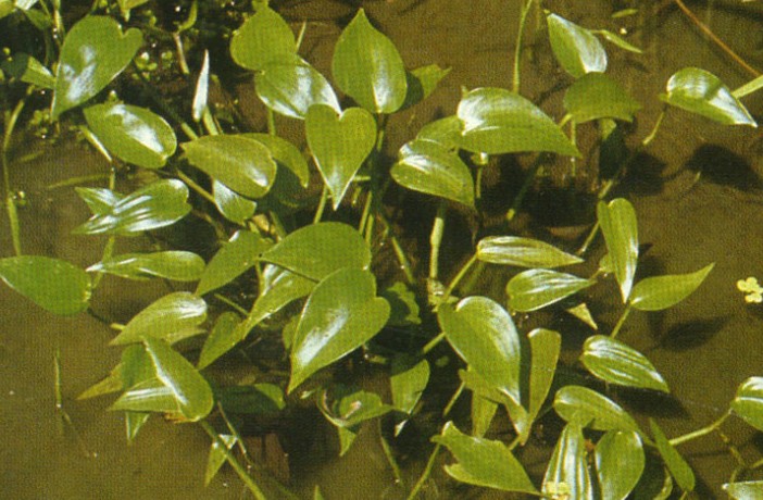 ‍‍‍如东路边42种草，天天踩它，却不知道它们好值钱~