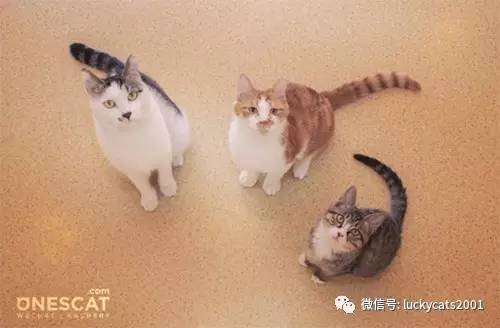 会拍猫的都是好小伙｜你说这些猫咪这么美，我说是的！