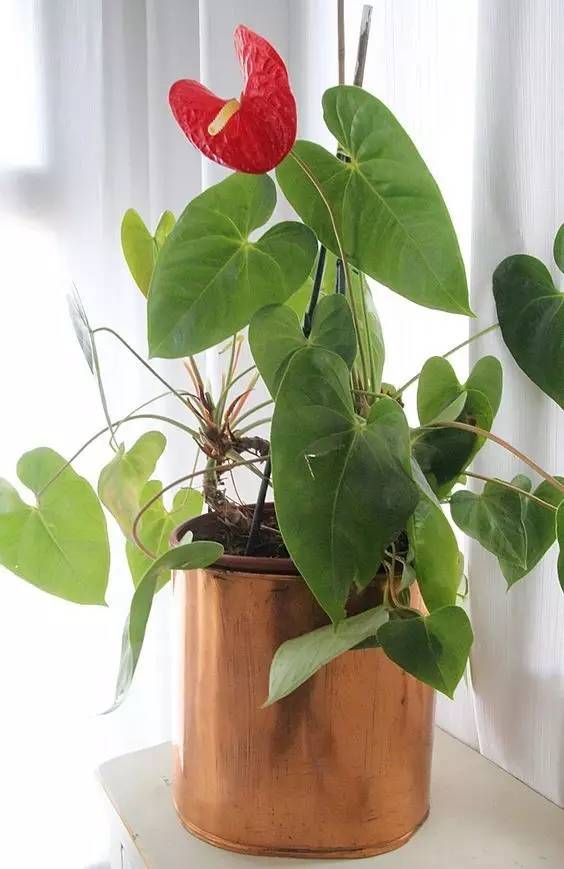 雾霾天气种植什么好养,雾霾天气养什么植物