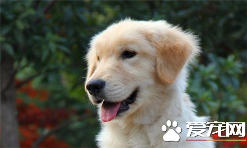 金毛寻回犬怎么训练,金毛寻回犬的训练注意事项