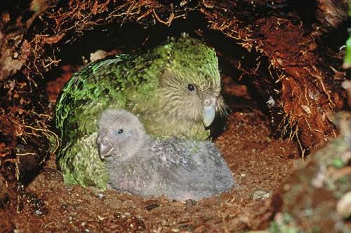 不会飞的绿色胖鸟,不会飞的胖鹦鹉