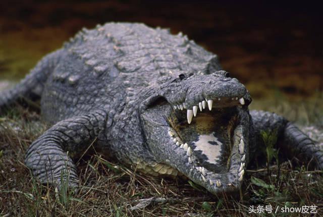 鳄鱼皮如何做皮具,手工皮具鳄鱼皮包