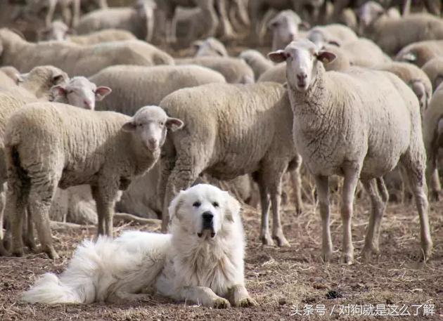 最凶悍的大白熊犬,常见的大白熊犬