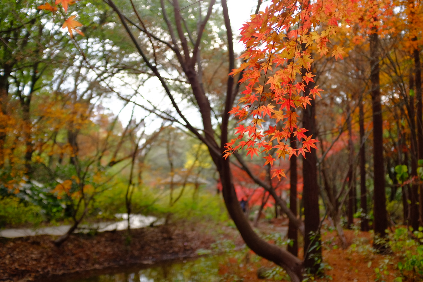 巧用日光白平衡，记录绚烂秋色