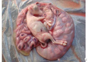 盘点中国十大奇葩美食,盘点各地的奇葩美食