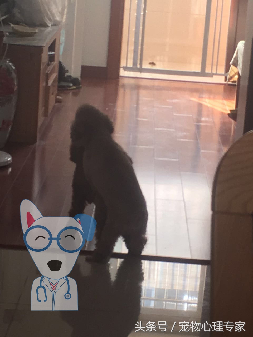 两岁泰迪发情几天,泰迪两个月发情了怎么办