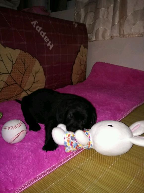 拉布拉多是个小恶魔活力四射,幼年拉布拉多智商相当于人类几岁