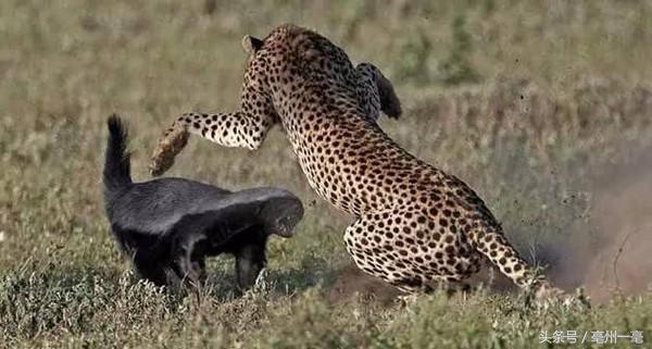 顶级原生态藏獒,盘点猛兽藏獒