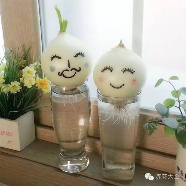 在家怎样水培种植物,50种水生植物最好养的水培花