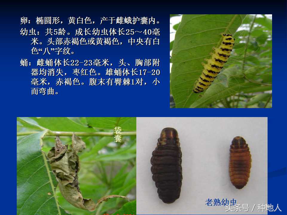 会吃叶子的虫子有哪些,哪些虫子爱吃树叶虫