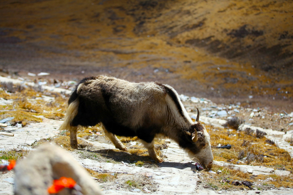 穿越色季拉山口吃到酸臭的牦牛奶渣（二）