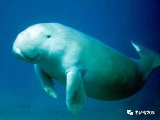 中国本土的美人鱼原来长这样，安徒生的脑洞都不够用了