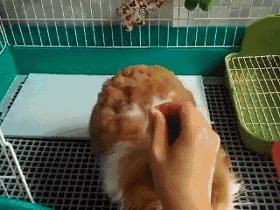 如果世界上没有动物会变成什么样,如果世界上没有动物会怎样