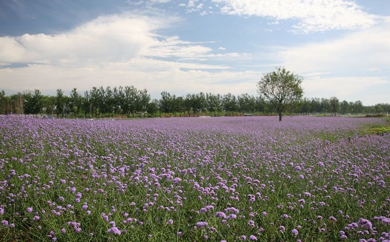 最美薰衣草庄园,中国最大的薰衣草庄园
