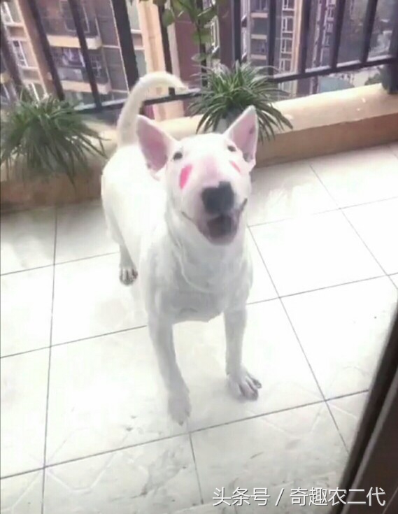 德国黑背犬攻击性,德国黑背犬厉害么