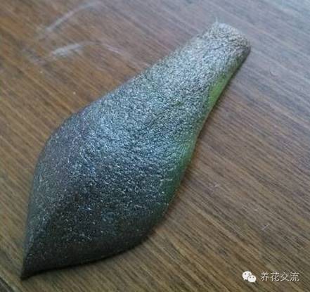 多肉会出现的病虫有哪些,网上刚买的多肉怎样种植怎样养护