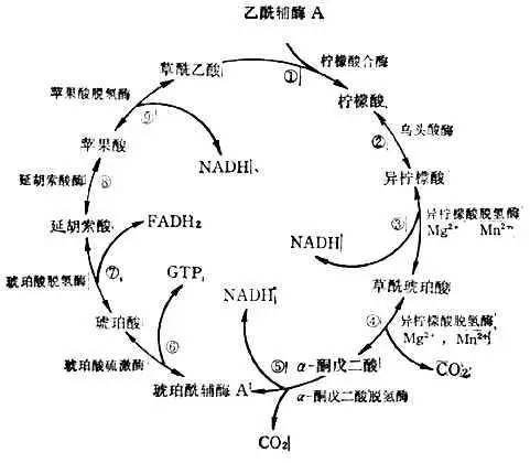 他被纳粹*害迫**,“玩拼图”玩出诺贝尔奖,打脸《Nature》