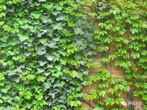 水养发财树绿萝黄叶掉叶怎样补救,绿萝发财树怎么养不烂根