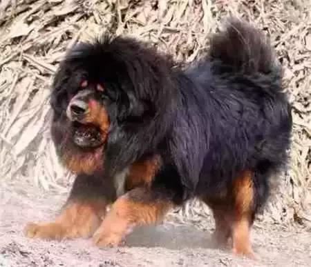 毛发白色的狗狗种类,最重感情的狗狗种类