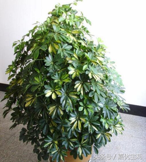 鹅掌枫树木图片,大叶鹅掌木盆栽