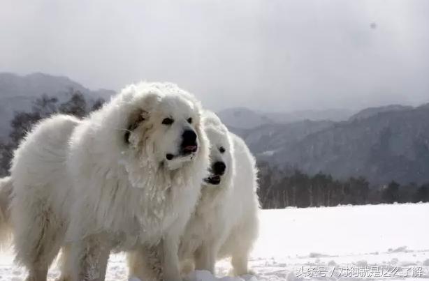 最凶悍的大白熊犬,常见的大白熊犬