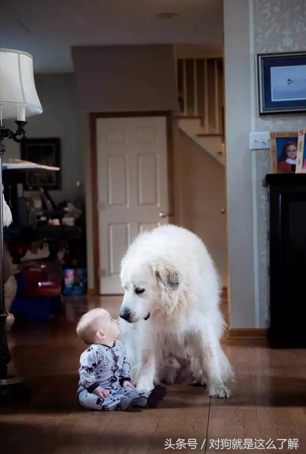 最凶悍的大白熊犬,常见的大白熊犬