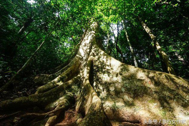 西双版纳避寒城市,冬日西双版纳市区