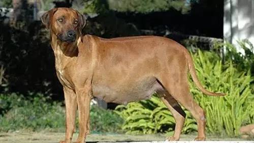 狗狗妊娠期怎么管理,狗狗的妊娠期