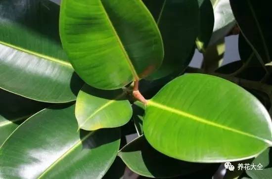 水养发财树绿萝黄叶掉叶怎样补救,绿萝发财树怎么养不烂根