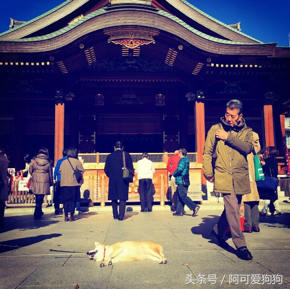 狗狗一拉出去，就收不回来了，怎么破？