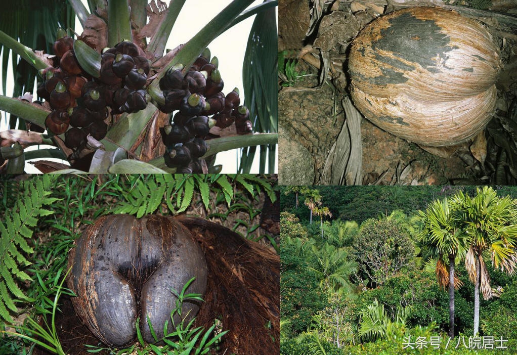非洲就是“不毛之地”的代名词?错了,那的奇葩植可不少物!