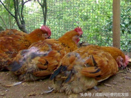根据鸡的样子判断鸡的死亡原因,鸡羽毛蓬松翅膀下垂是什么病