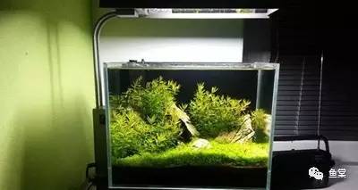 30cm海缸开缸教程新手入门,新手开缸养鱼入缸的正确方法