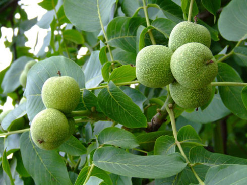 今年核桃价格趋势,今年核桃价格走势如何