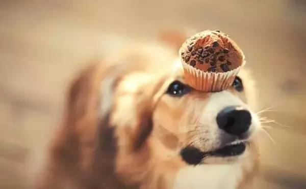 狗狗妊娠期怎么管理,狗狗的妊娠期