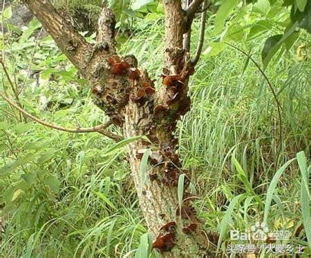 木耳采摘条件,怎么样辨别野生木耳