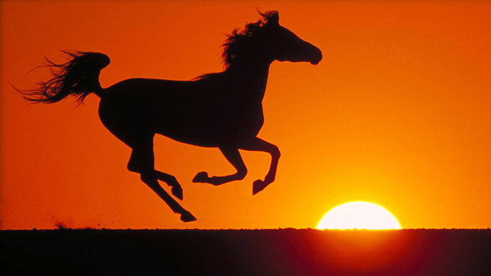 读书分享——相逢若如初相识读《张承志：黑骏马》