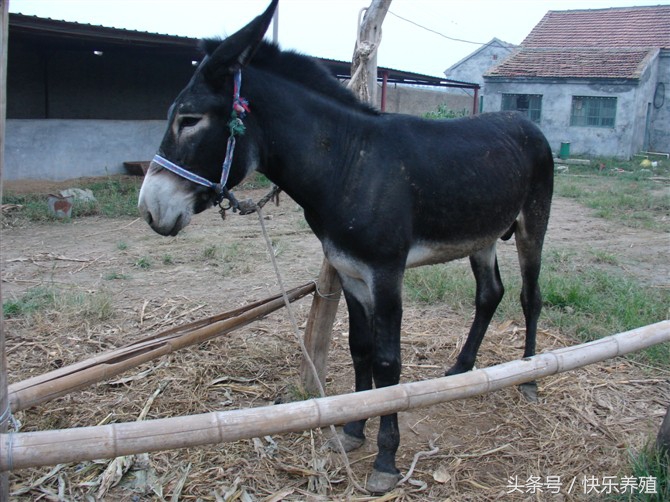 农村养毛驴有前景吗,农村养驴挣钱吗
