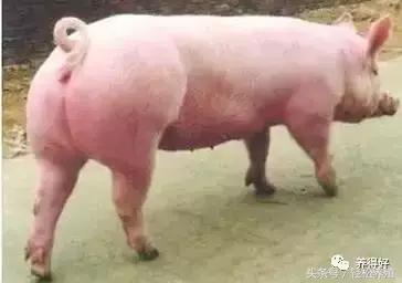 今天，我为母猪而来（上篇）